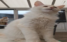 Maine Coon cats for sale: TICA REGISTERED PEDIGREE MAINE COON KITTEN'S - Image 2