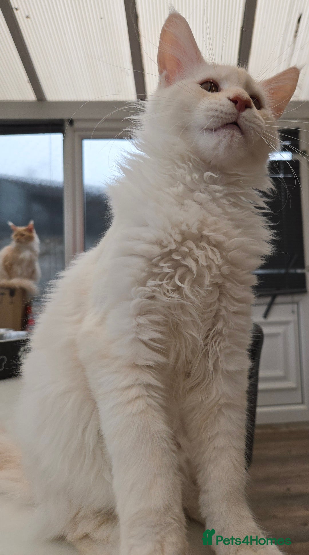 Maine Coon cats for sale: TICA REGISTERED PEDIGREE MAINE COON KITTEN'S - Image 2