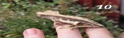 Gecko reptiles for sale: Various crested geckos - Advert 19