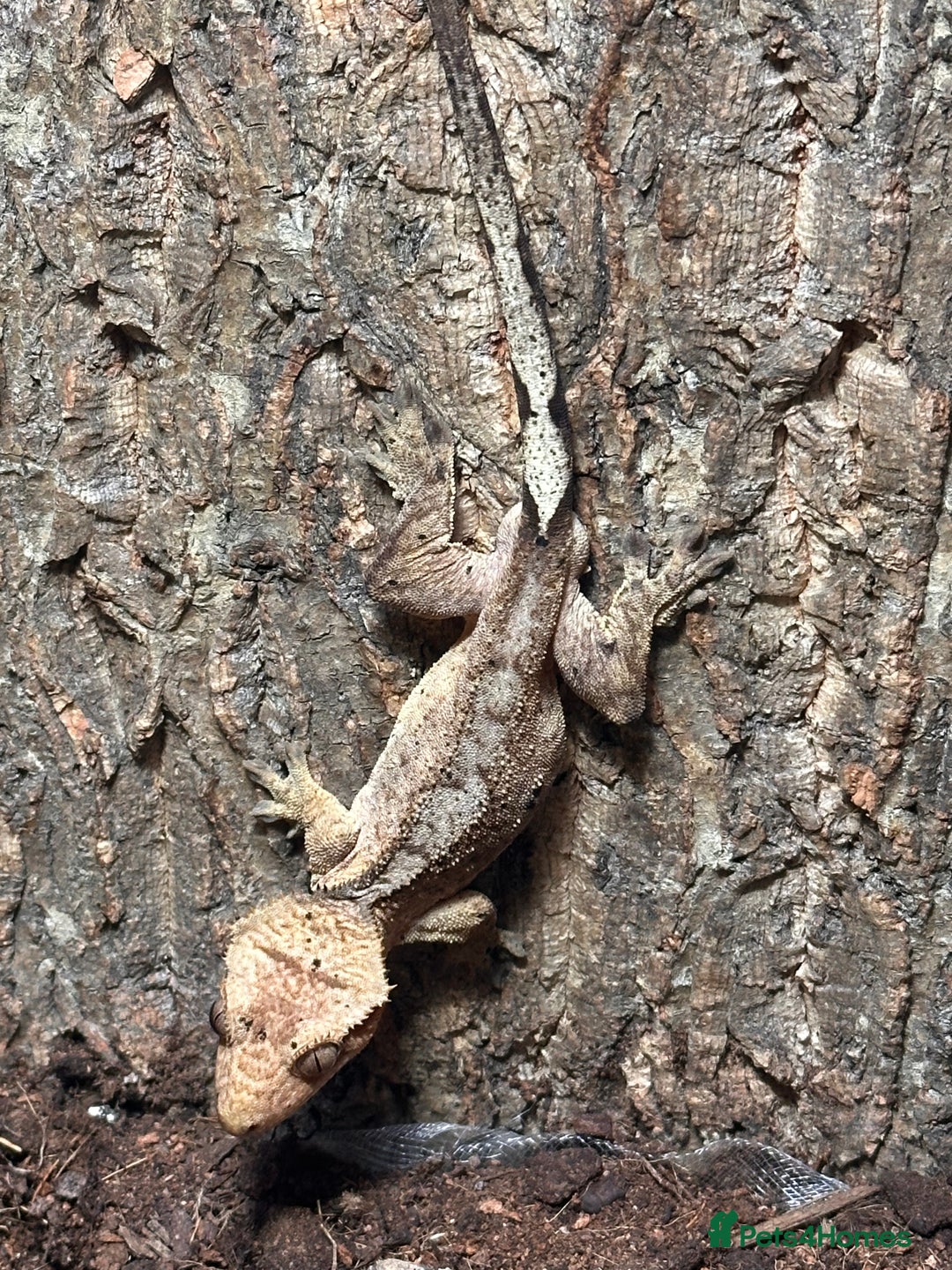 Gecko reptiles for sale: ✨ Male Dalmatian Crested Gecko & Full Setup £150 ✨ - Advert 2