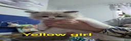 Mixed Breed cats for sale: Beauty fluffy litter ragdoll-ragcoon mix - Advert 14