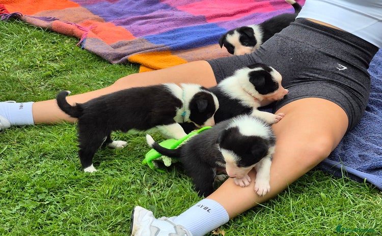 Border Collie dogs - Advert 3