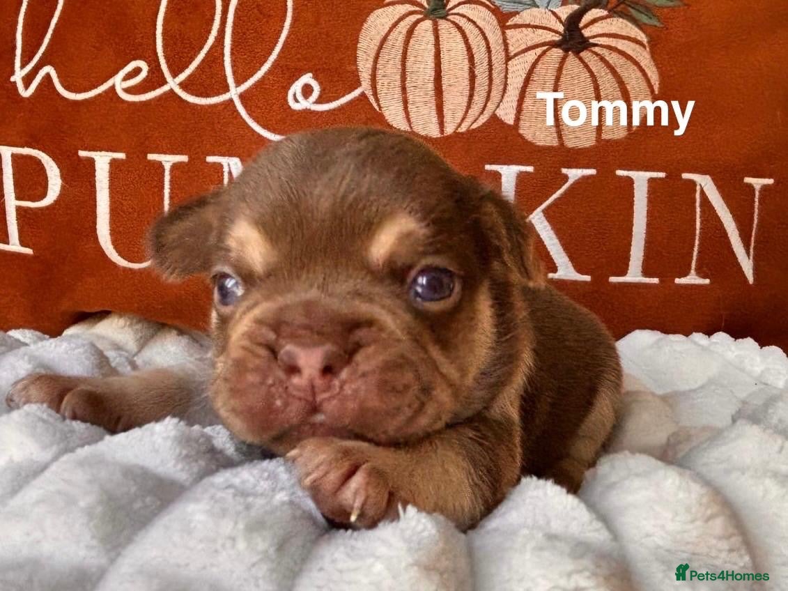 French Bulldog dogs Kc registered chocolate and tan frenchies - Advert 1