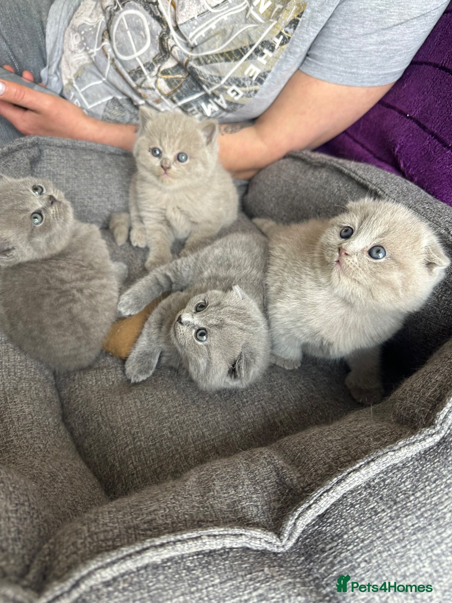 Scottish Fold cats Scottish fold - Advert 1