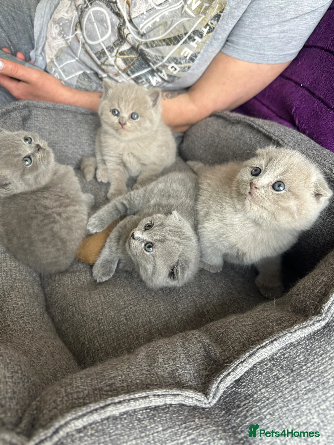 Scottish Fold cats for sale: Scottish fold - Advert 6