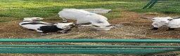 Goats livestock for sale: Pigmy goats  - Advert 5