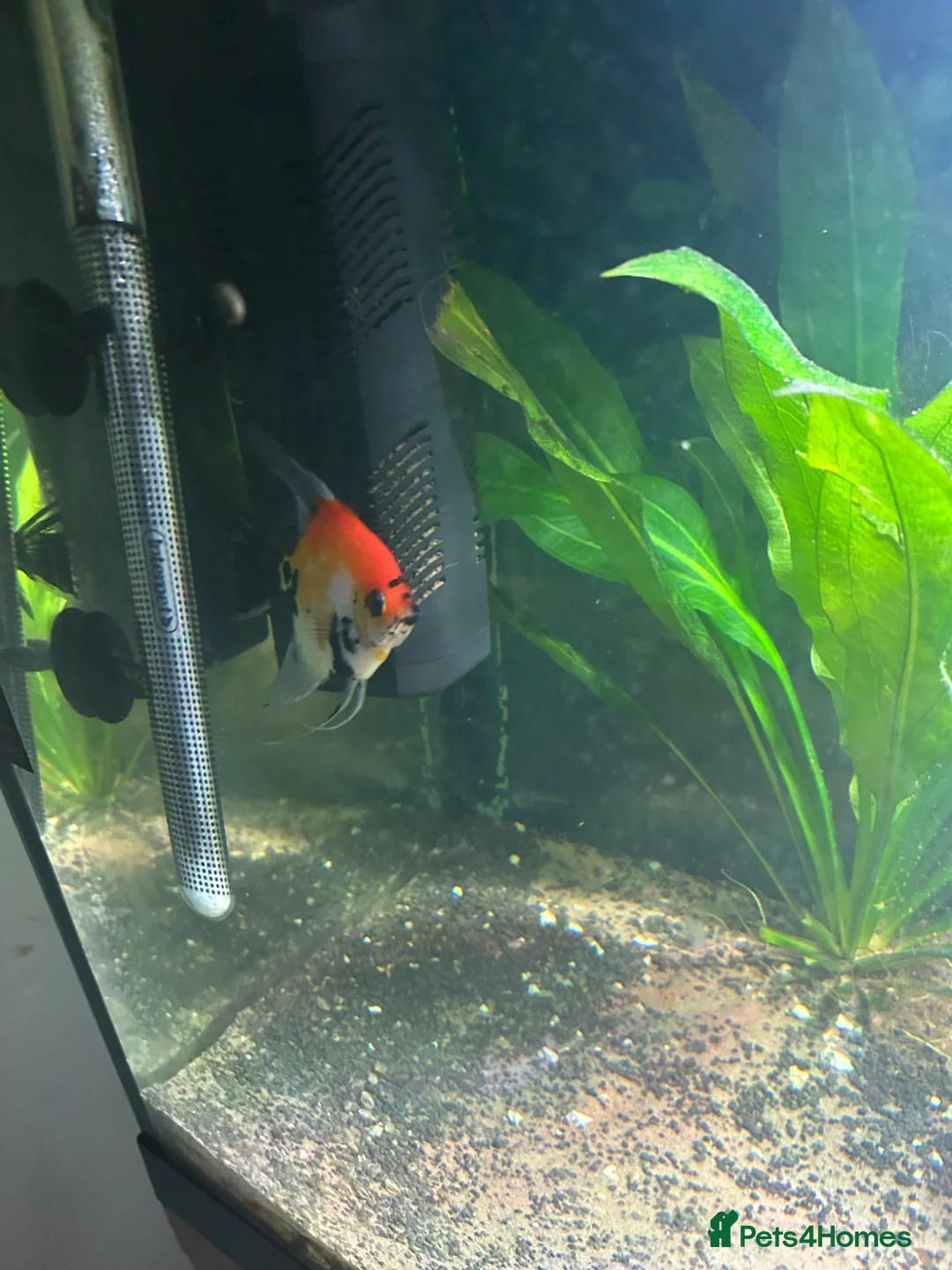 Angelfish fish for sale: Tropical fish  in Grays - Advert 7