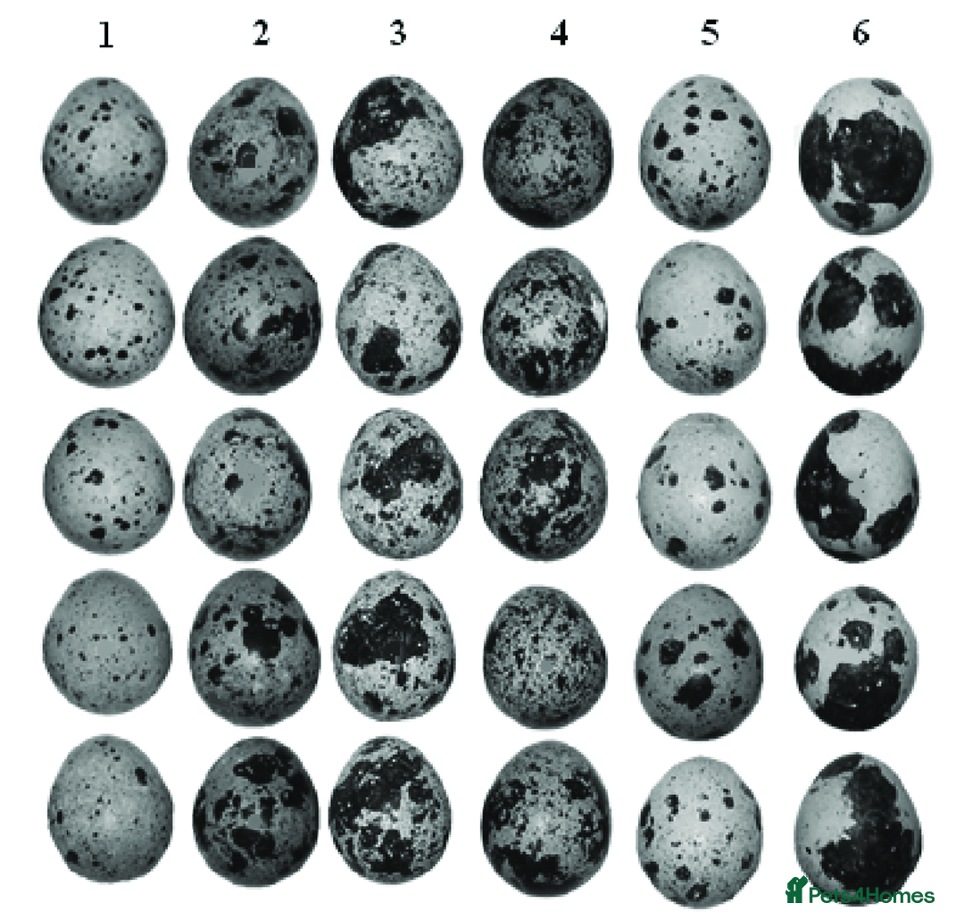 Quail poultry for sale: Healthy Quails for Sale! Eggs, Chicks  Adults - Image 9