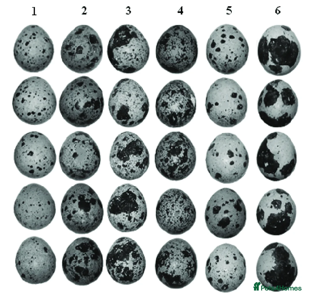 Quail poultry for sale: Healthy Quails for Sale! Eggs, Chicks  Adults - Advert 9