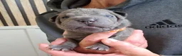 Staffordshire Bull Terrier dogs for sale: Staffy x sharpei  - Advert 5