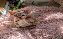 Devon Rex cats for sale: 🌼Curly, gorgeous Devon Rex Kittens available  - Image 26