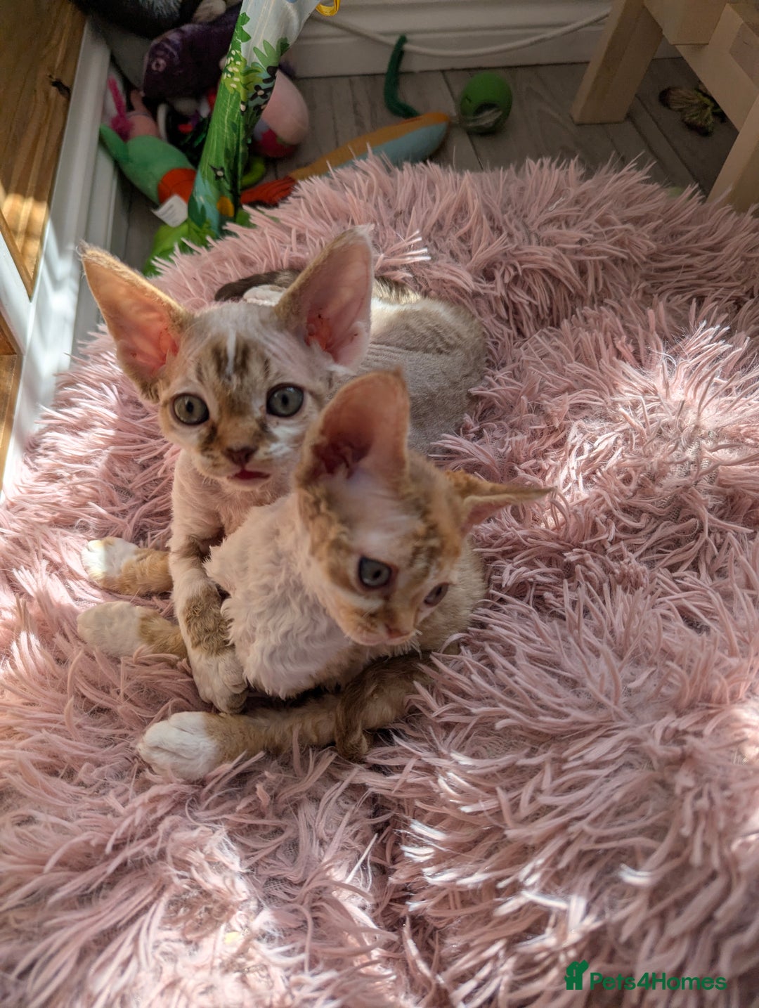 Devon Rex cats for sale: 🌼Curly, gorgeous Devon Rex Kittens available  - Image 26
