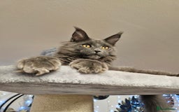 Maine Coon cats for sale: 🔥*Stunning Litter of 8💎Solid Blue Maine Coon*🔥  - Image 22