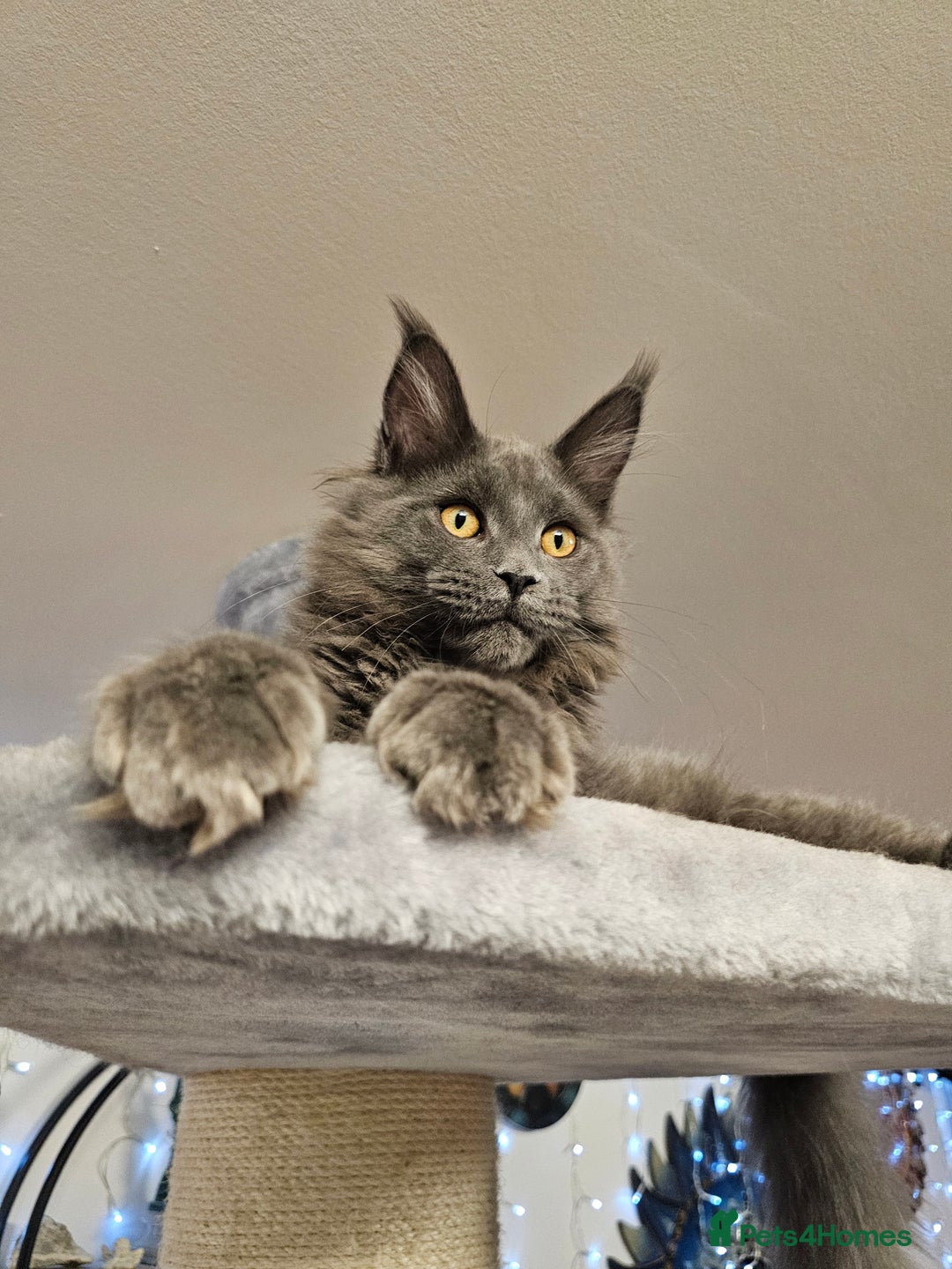 Maine Coon cats for sale: 🔥*Stunning Litter of 8💎Solid Blue Maine Coon*🔥  - Image 22