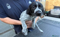 Mixed Breed dogs for sale: German shorthair pointer/wirehairpointer - Image 5