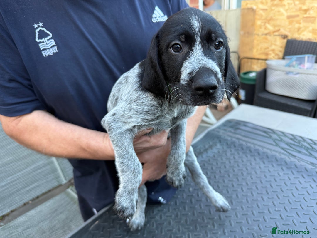 Mixed Breed dogs for sale: German shorthair pointer/wirehairpointer - Image 5