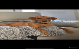 Labrador Retriever dogs for sale: KC Red fox Labrador retrievers  - Image 2