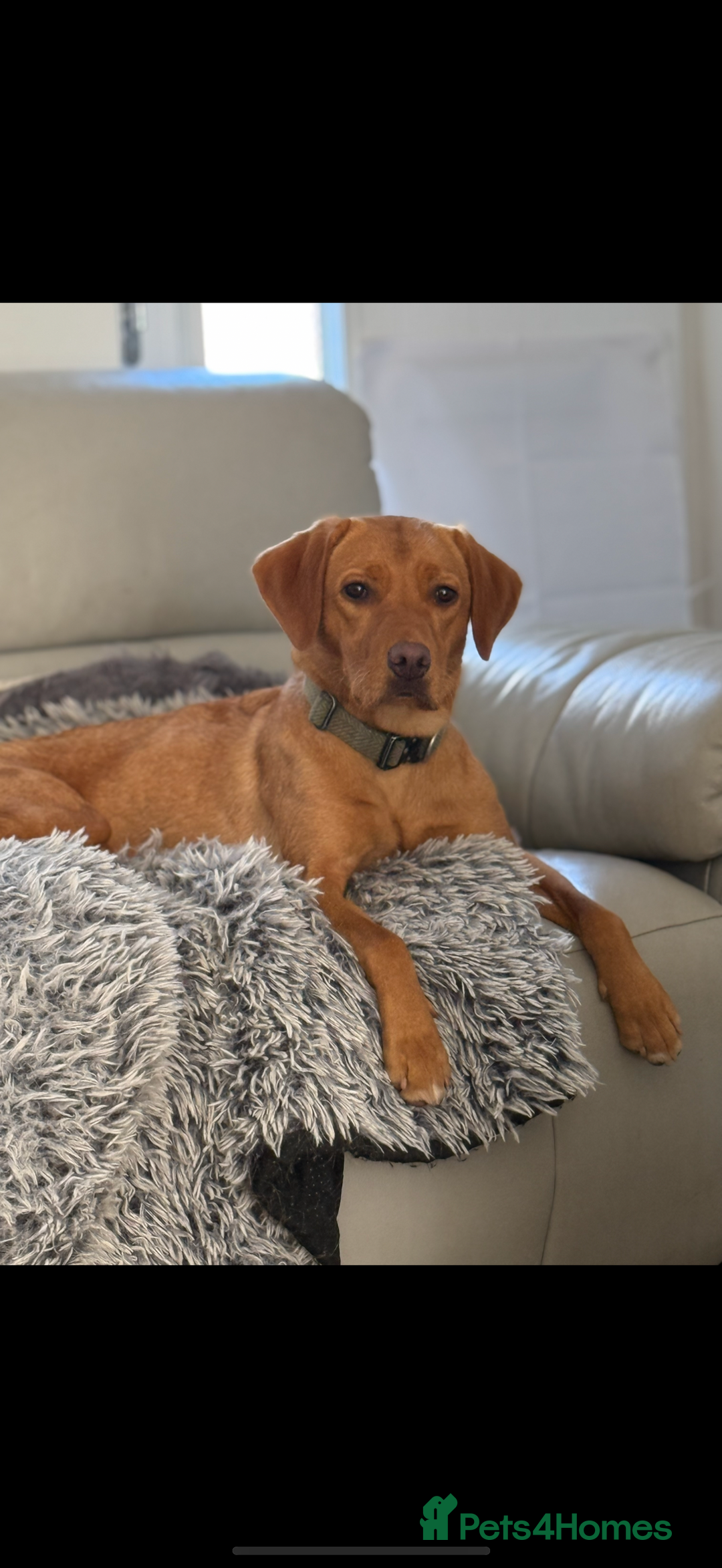 Labrador Retriever dogs for sale: KC Red fox Labrador retrievers  - Image 2