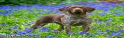 German Shorthaired Pointer dogs for sale: Beautiful Gsp Bitch beretta blu KC Reg Vet Checked - Advert 2