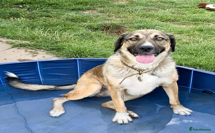 Mixed Breed dogs - Advert 1