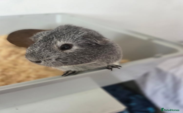 Guinea Pig rodents - Advert 6