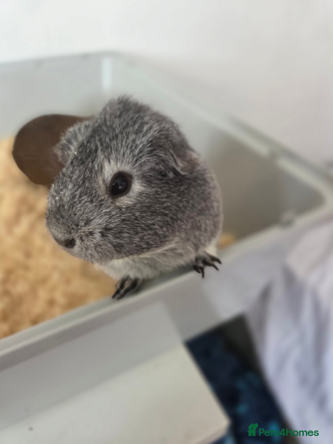 Guinea Pig rodents for sale: Coco and Pebble  - Image 1