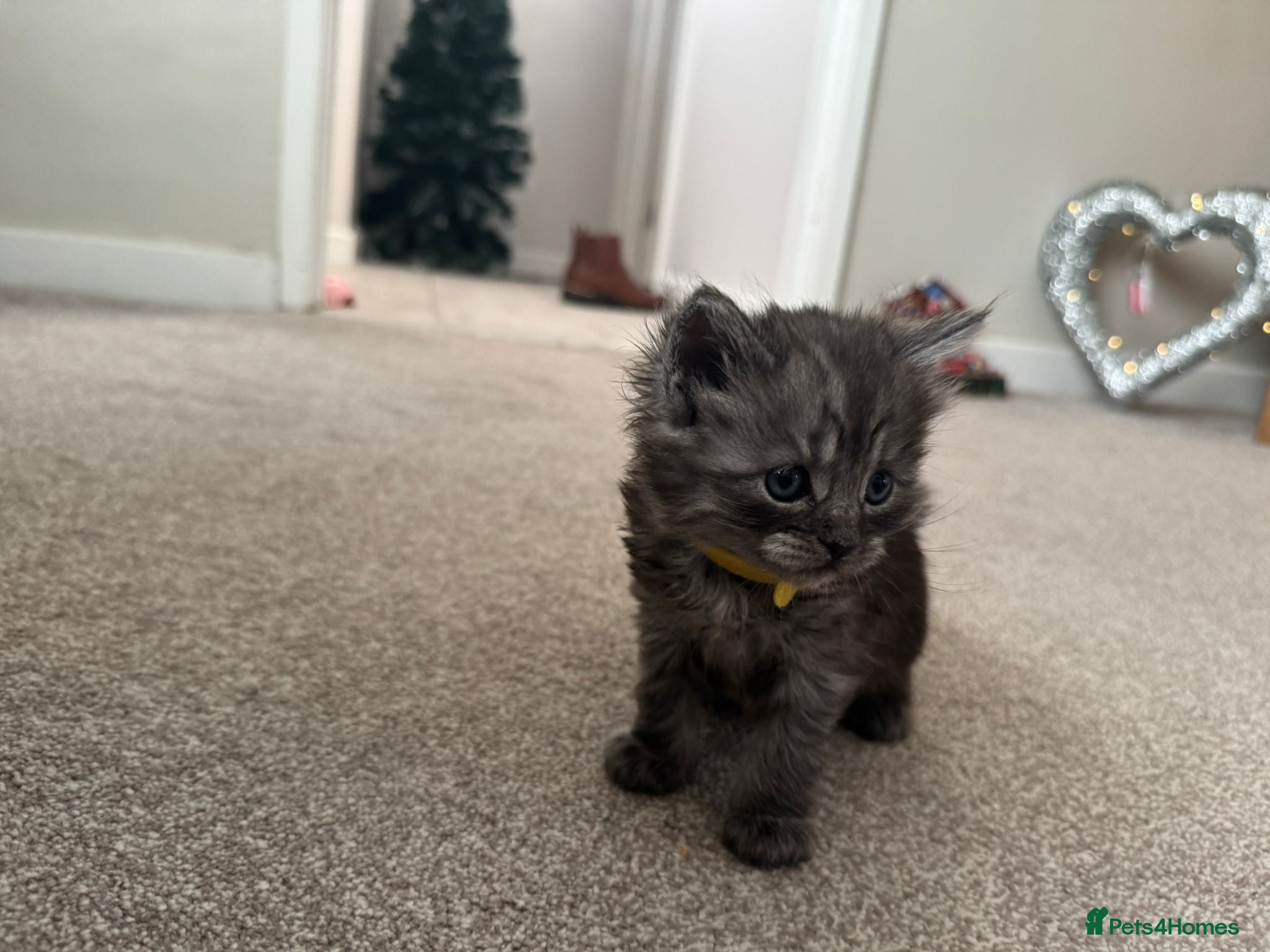 Ragcoon cats LAST FEMALE RAGCOON YELLOW COLLAR - Advert 5