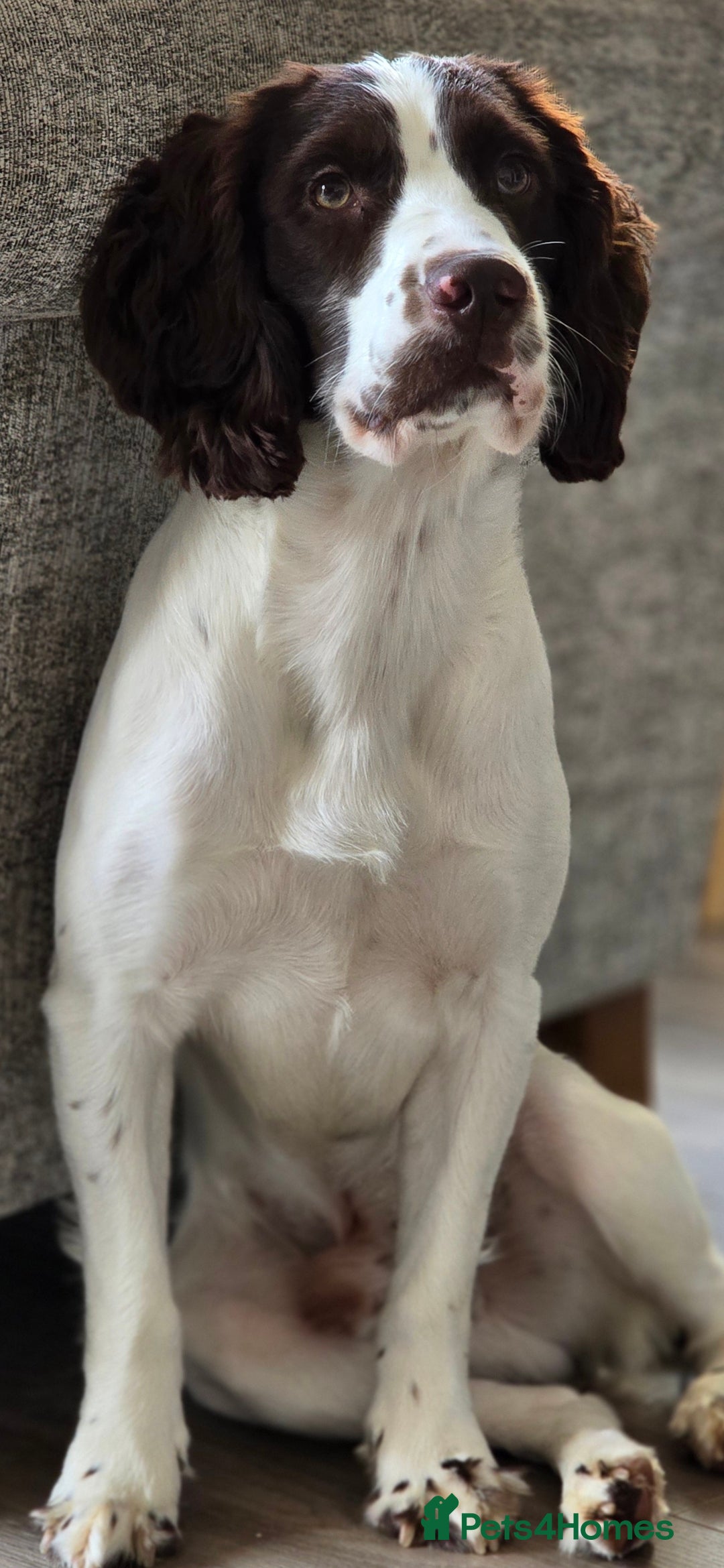 Sprocker dogs for stud: Sprocker Ralph - Advert 4