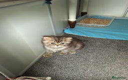 Persian cats for sale: Adorable pure Persian  - Image 6