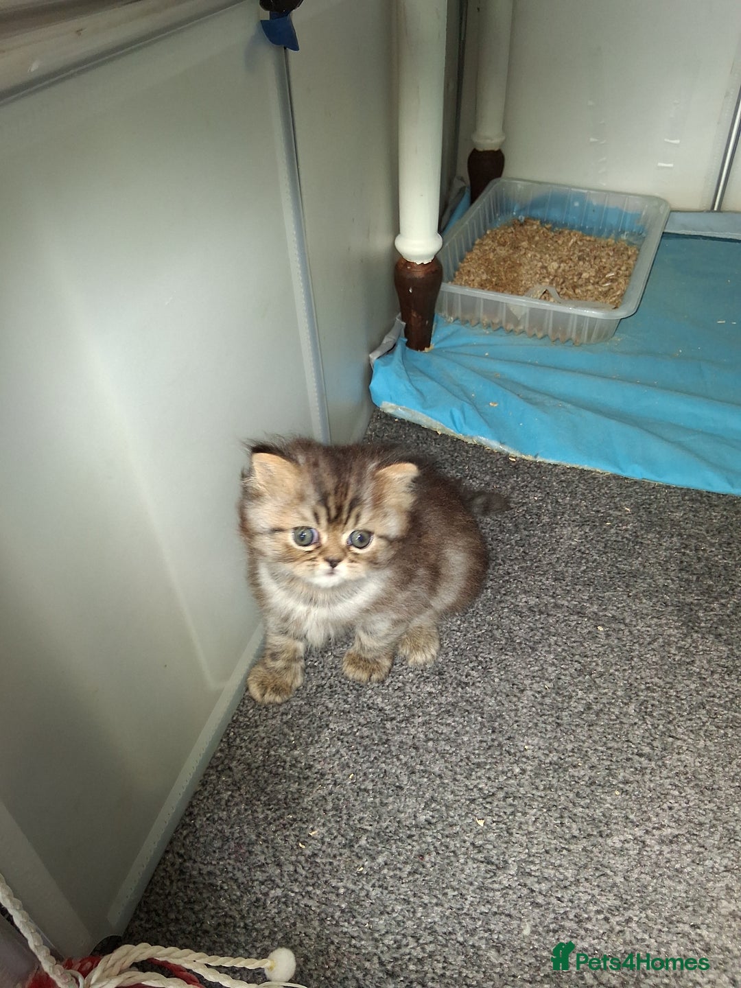 Persian cats for sale: Adorable pure Persian  - Image 6