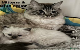 Ragdoll cats for sale: 4 Prebred Ragdolls kittens for sale - Image 21
