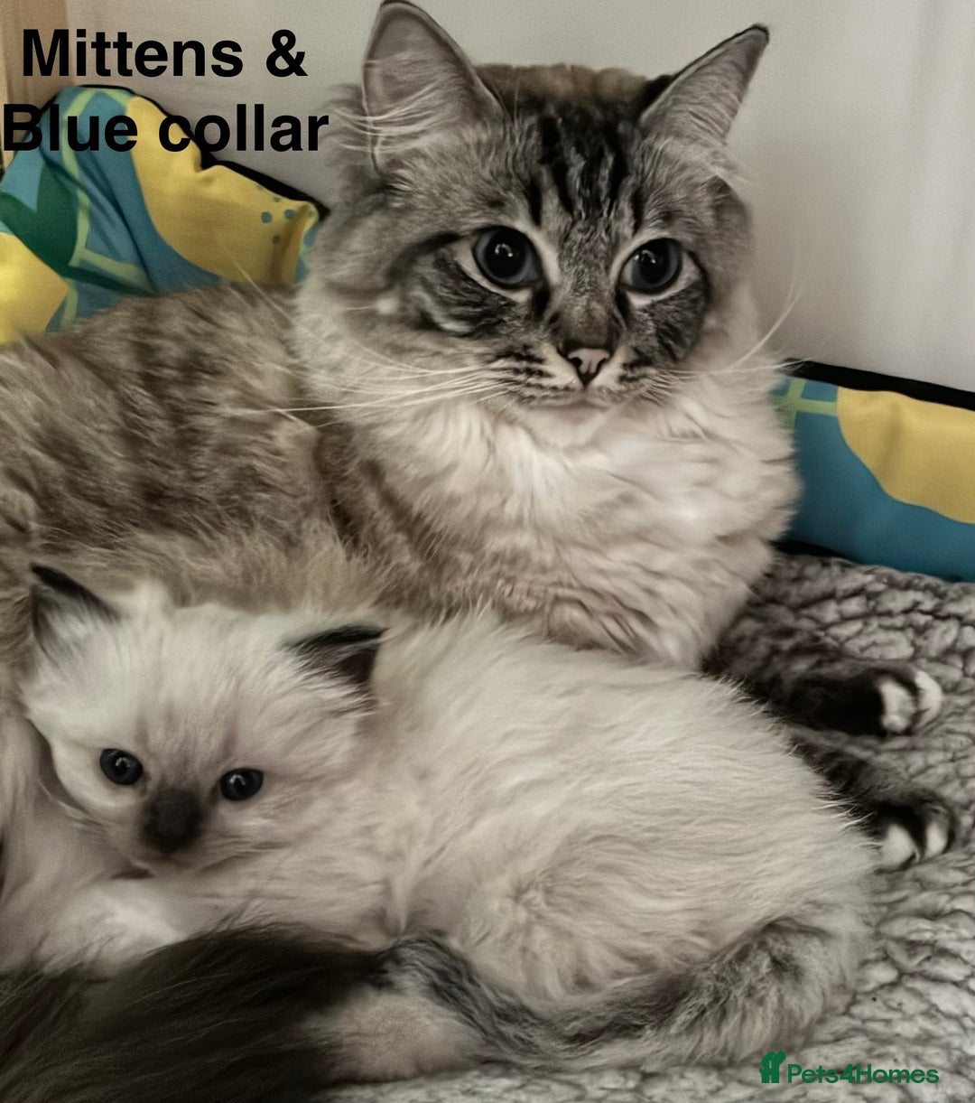Ragdoll cats for sale: 4 Prebred Ragdolls kittens for sale - Image 21