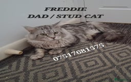 Maine Coon cats for sale: MAINECOON KITTENS AVAILABLE  - Image 8