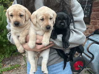 Labrador Retriever dogs 🐾 KC Registered Labrador Puppies Champion Lines - Advert 6