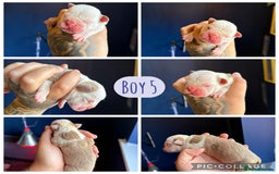 Olde English Bulldogge dogs for sale: Olde English bulldogs - Image 10