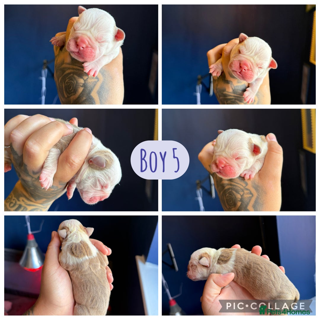 Olde English Bulldogge dogs for sale: Olde English bulldogs - Image 10