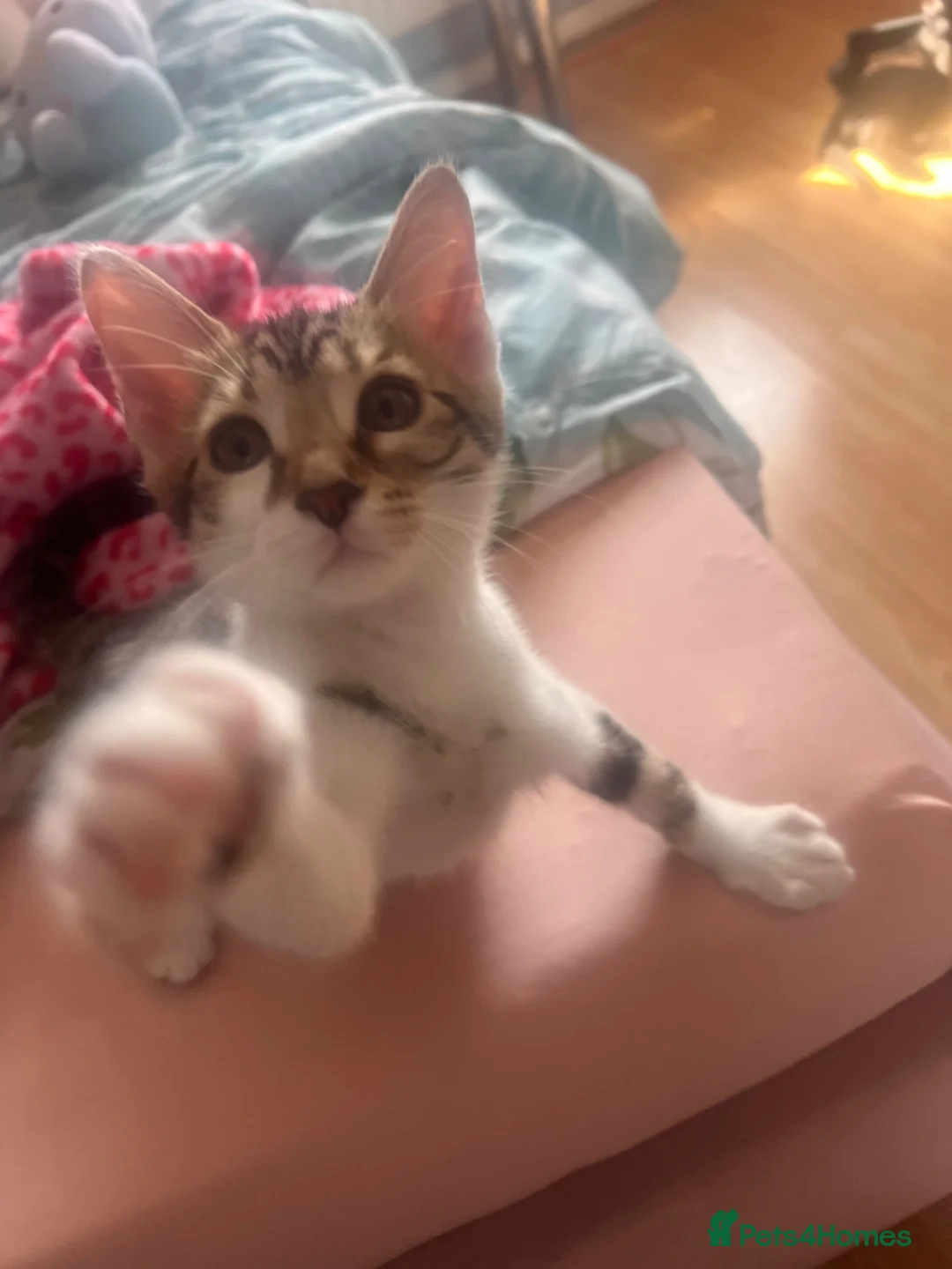 Mixed Breed cats for sale: Kitty  - Advert 2