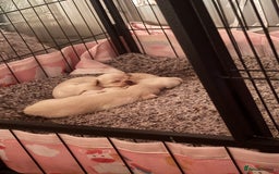 Chihuahua dogs for sale: Double chocolate platinum baby’s  - Image 33