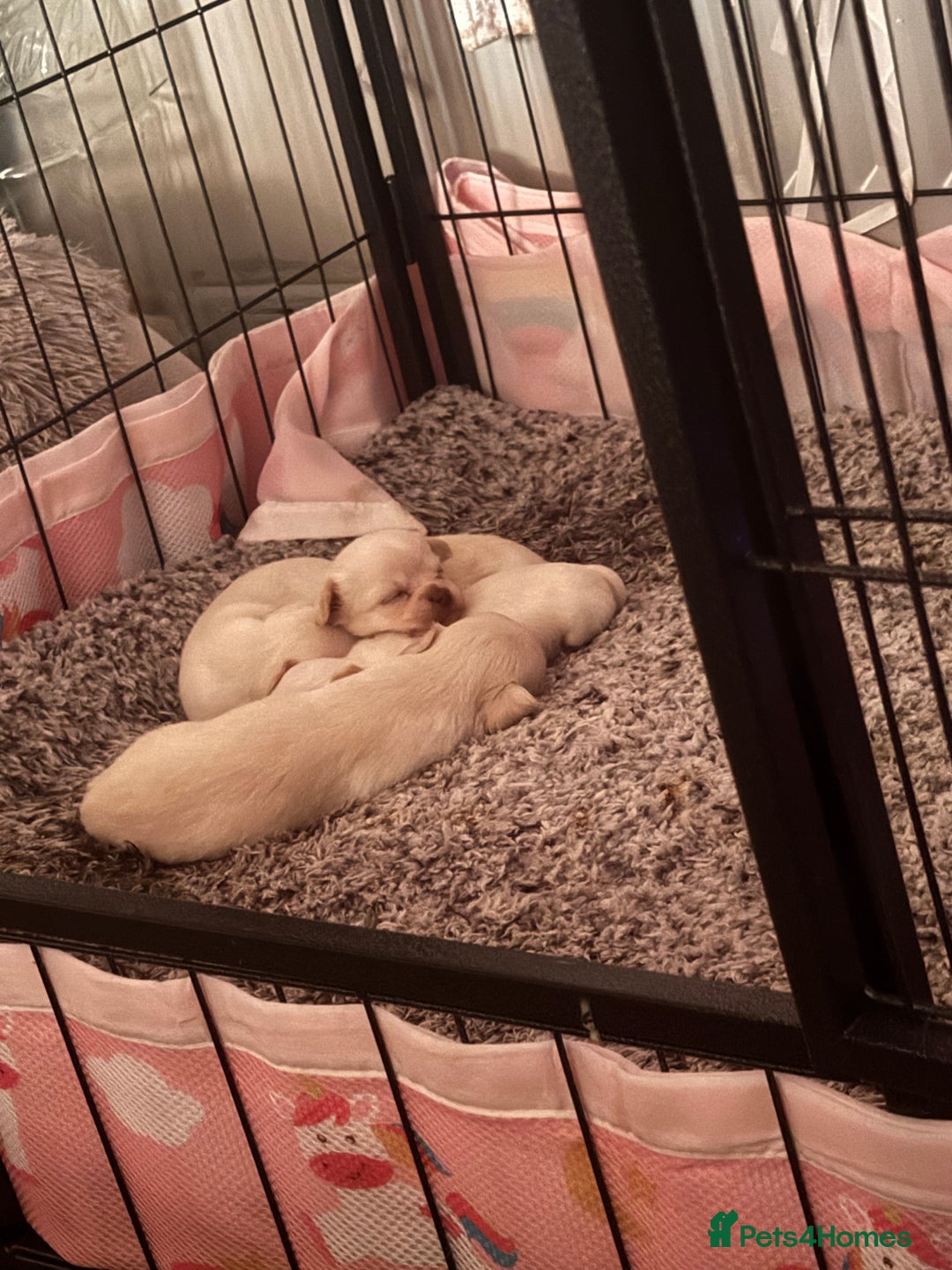 Chihuahua dogs for sale: Double chocolate platinum baby’s  - Image 33