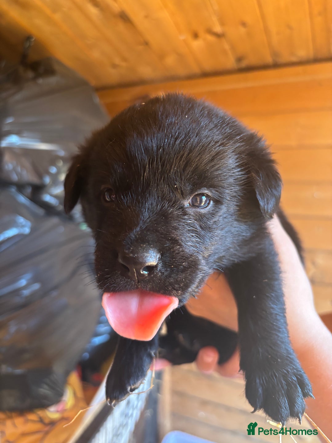 Mixed Breed dogs for sale: Rottie cross lab  - Image 12