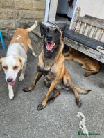 Belgian Shepherd Dog dogs - Advert 2