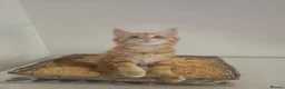 Maine Coon cats for sale: Maine coon mixed lovely kittens  in Northampton - Advert 7