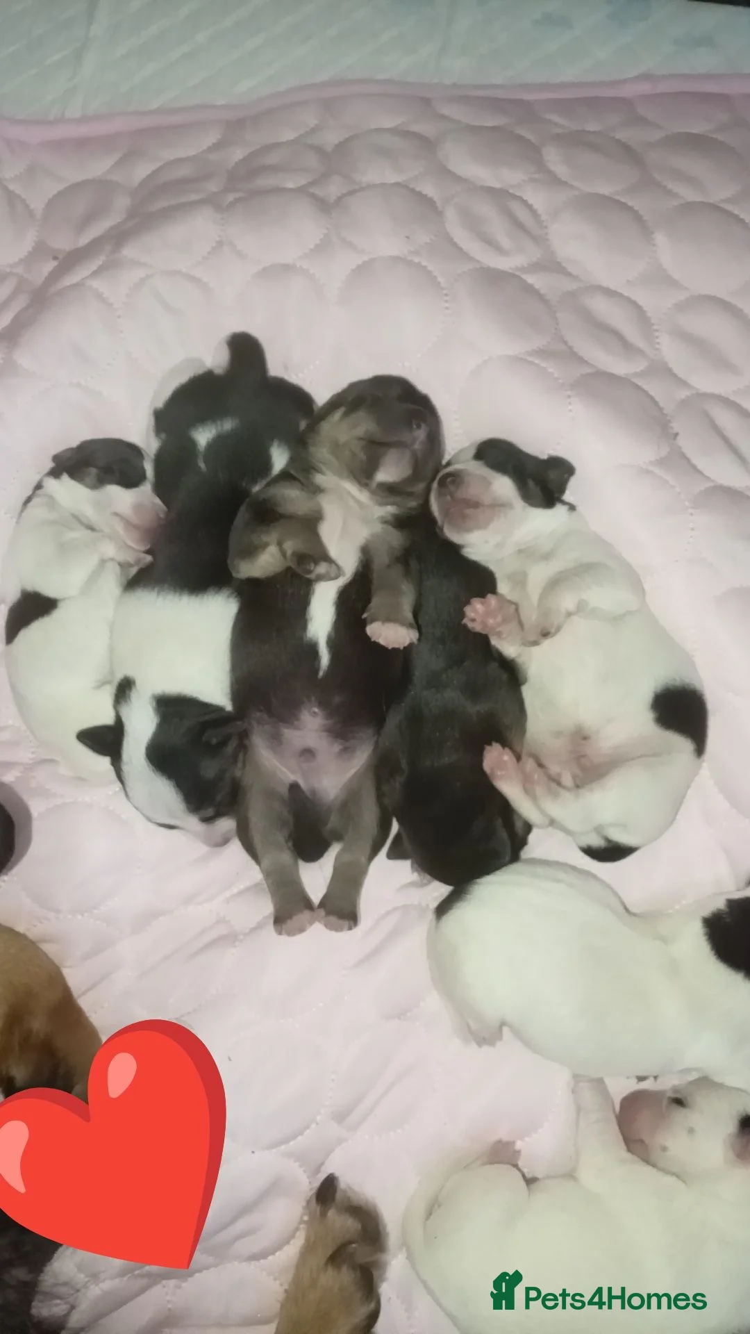 Mixed Breed dogs for sale: Patterjack x staff - Advert 1