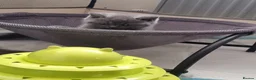 British Shorthair cats for sale: Left 3 BSH Kittens Pedigree GCCF Ready 2 July 2026 - Advert 7