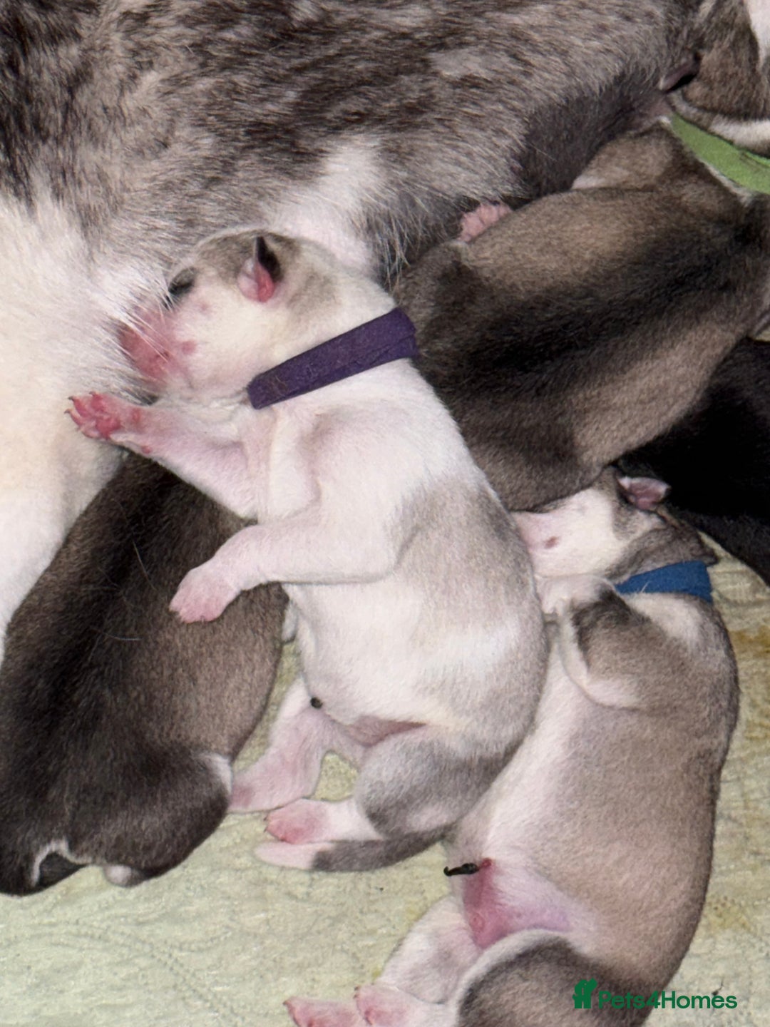 Siberian Husky dogs for sale: Beautiful Siberian Husky Puppies Ready to Reserve - Advert 20