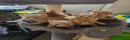 Mixed Breed cats for sale: 4 kittens ready for new homes  - Advert 2