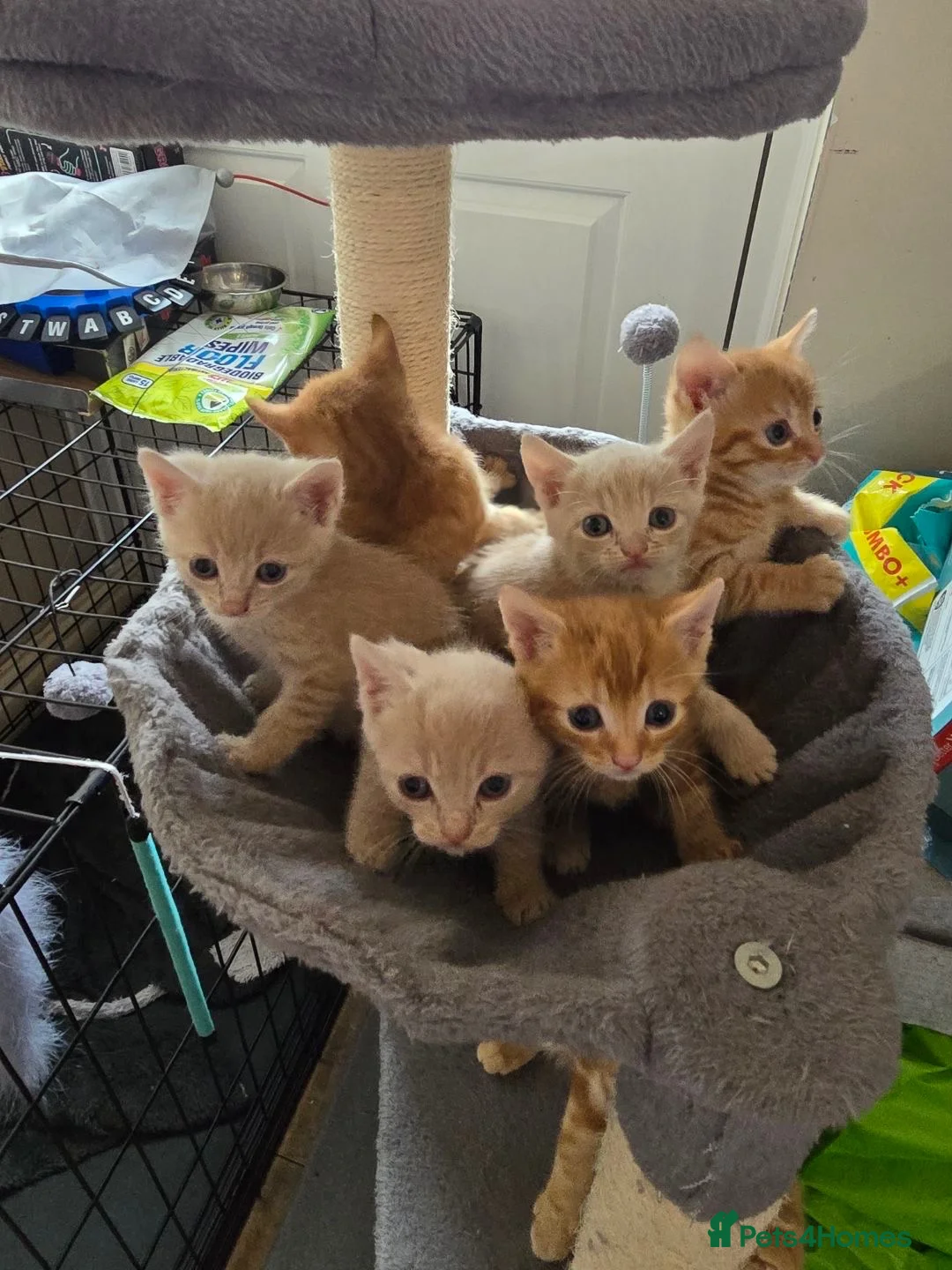 Mixed Breed cats for sale: 4 kittens ready for new homes  - Advert 2