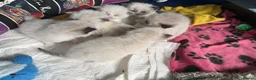 Ragdoll cats for sale: Ragdoll - Advert 7