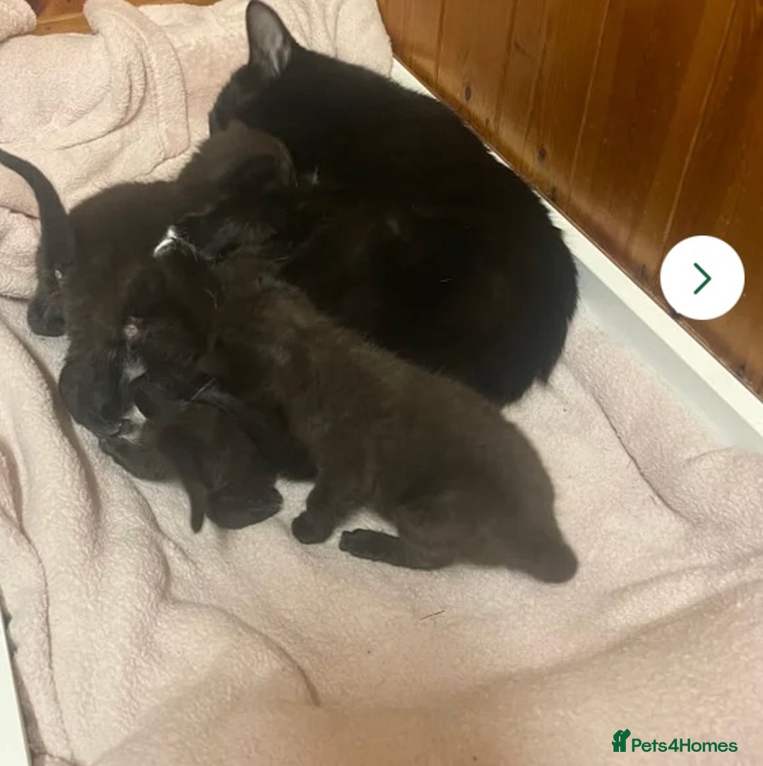American Shorthair cats for sale: BEAUTIFUL AMERICAN SHORTHAIR 🐈‍⬛ ALL INCLUSIVE 🤩 - Image 7
