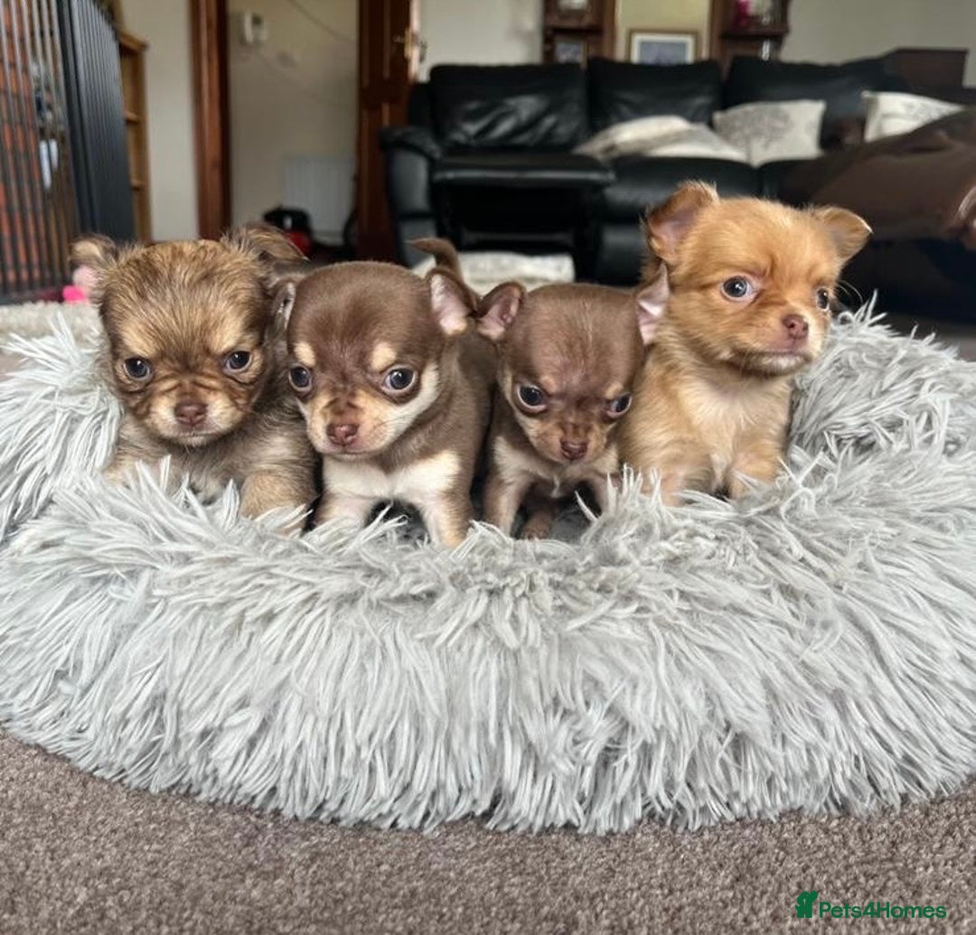Chihuahua dogs for stud: Chico the Charmer- Russian Lines Champion Pedigree in Chester - Image 20